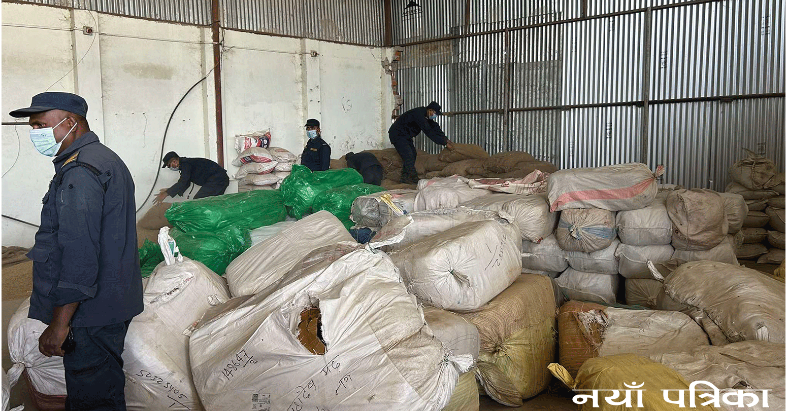 स्याउको गोदाममा छापा हान्दा सयौँ केजी गाँजा भेटियो (भिडियोसहित)